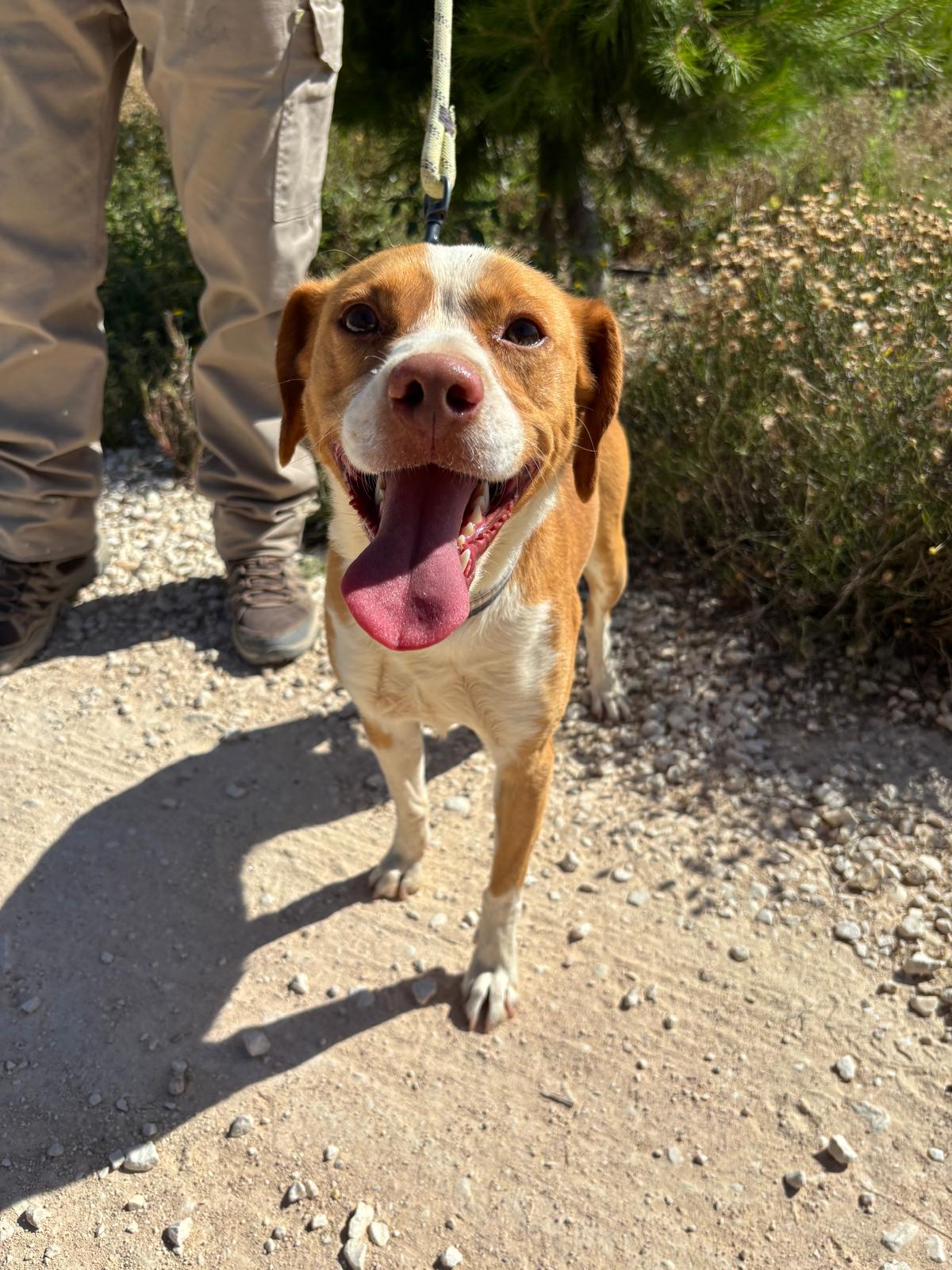 Adopter MUÑECO