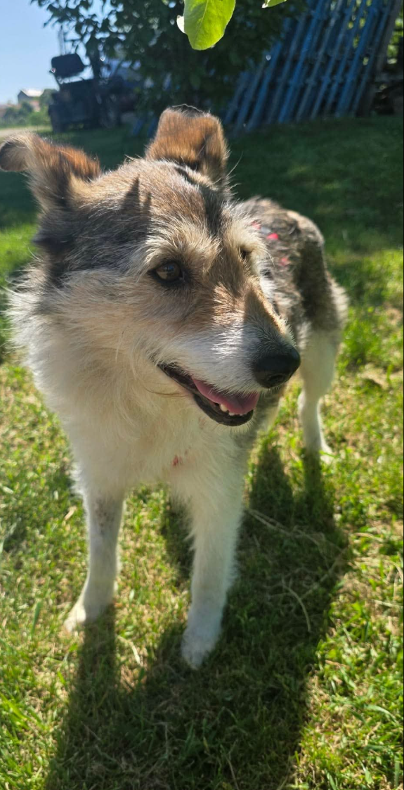 Adoption Calista