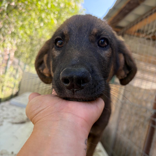 Adopter OLI