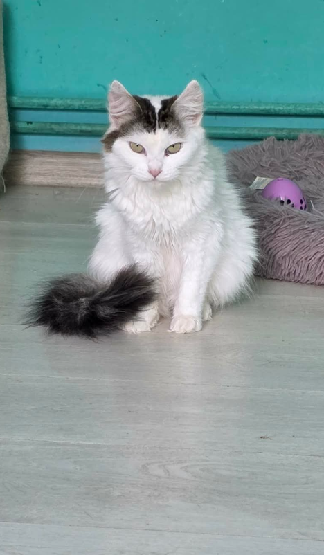 Adoption Winter