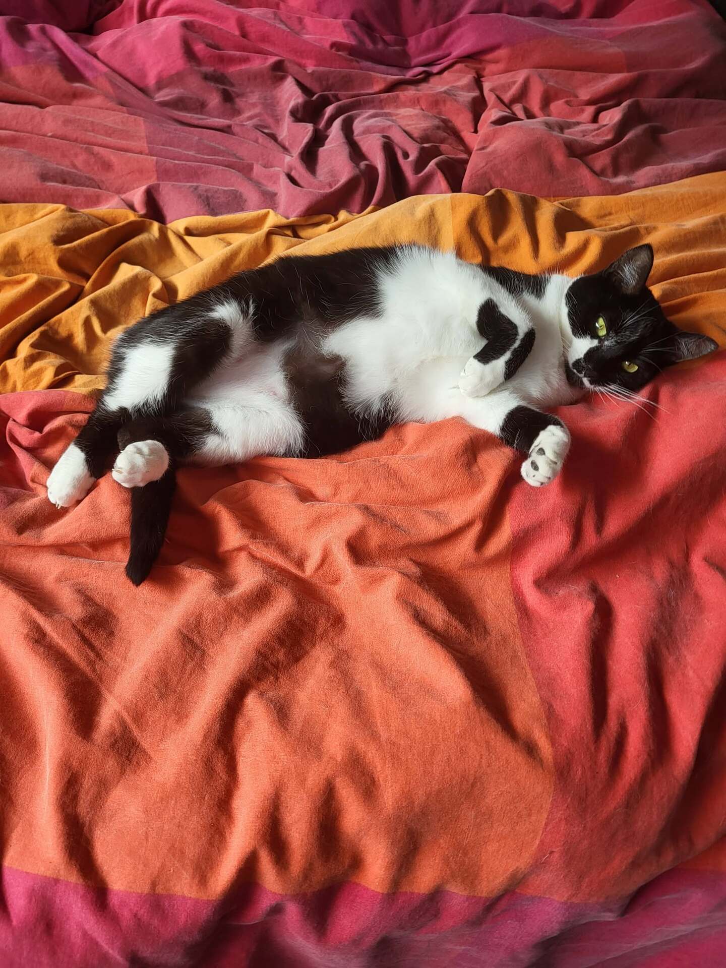 Adopter Adénine