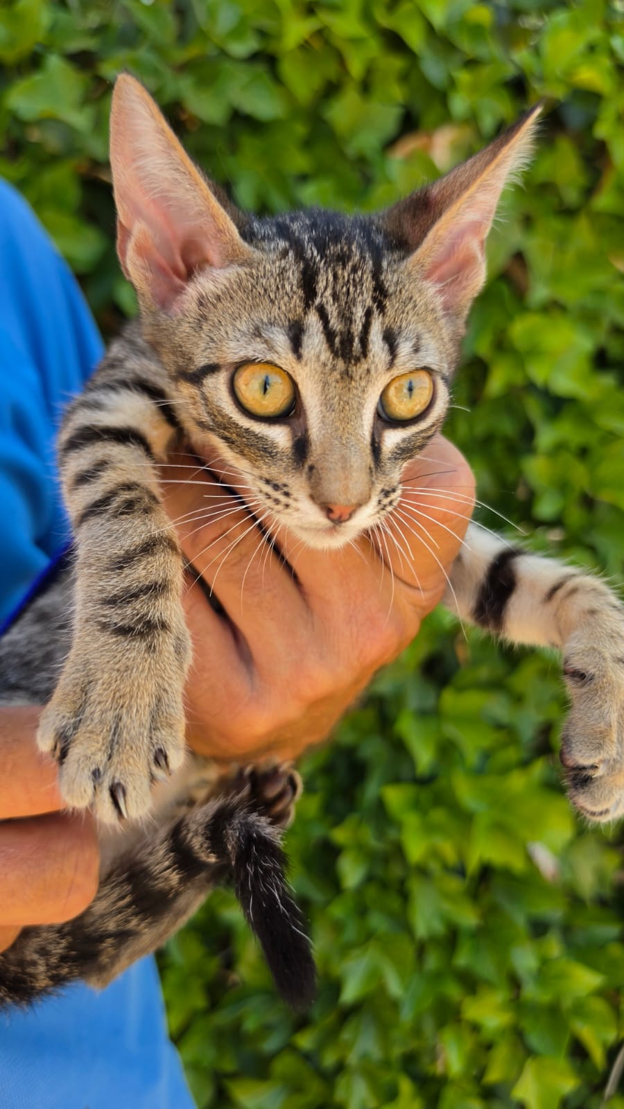 Adoption PICARO