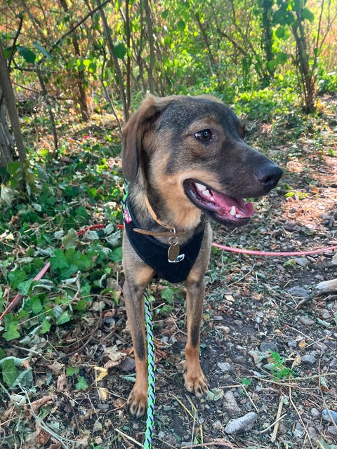 Adopter COCO  *En Urgence! FRANCE*