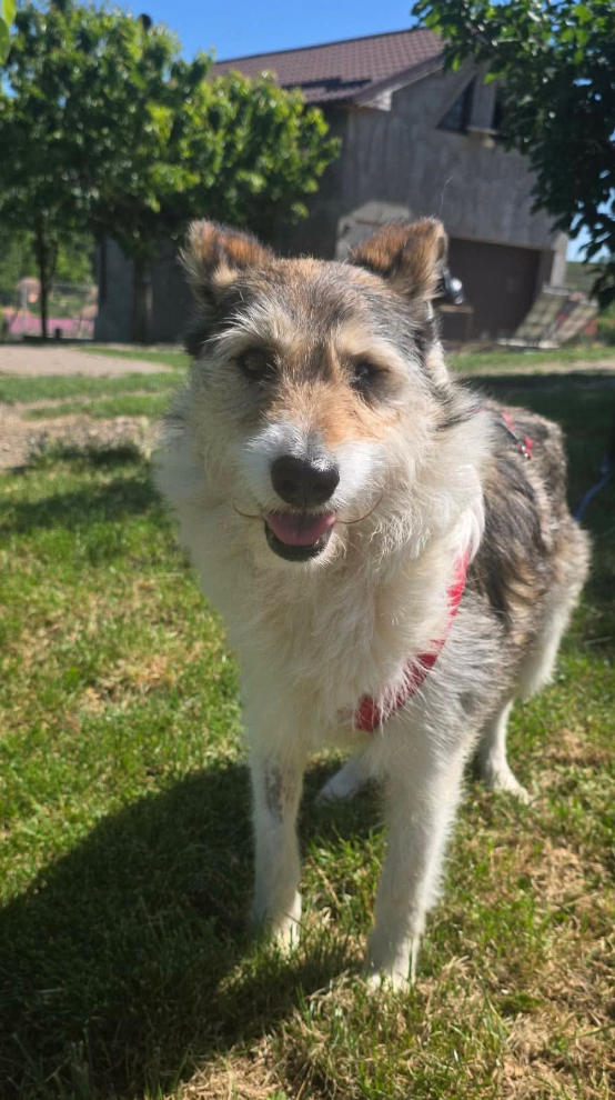 Adoption Calista