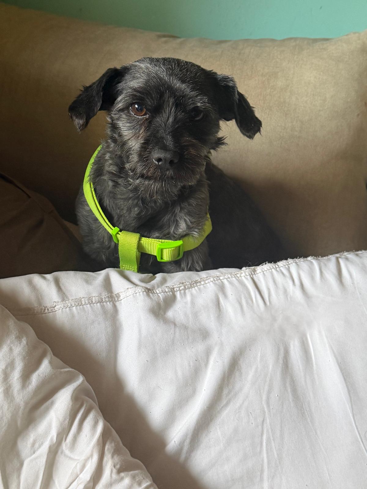 Adopter PIMENTON