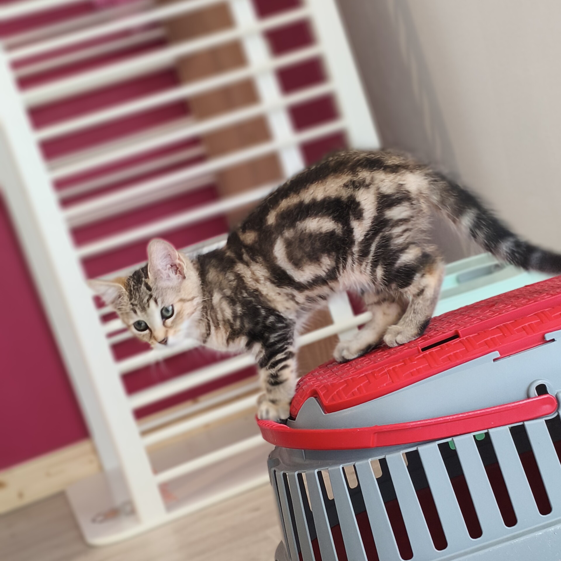 Adopter BOURRACHE