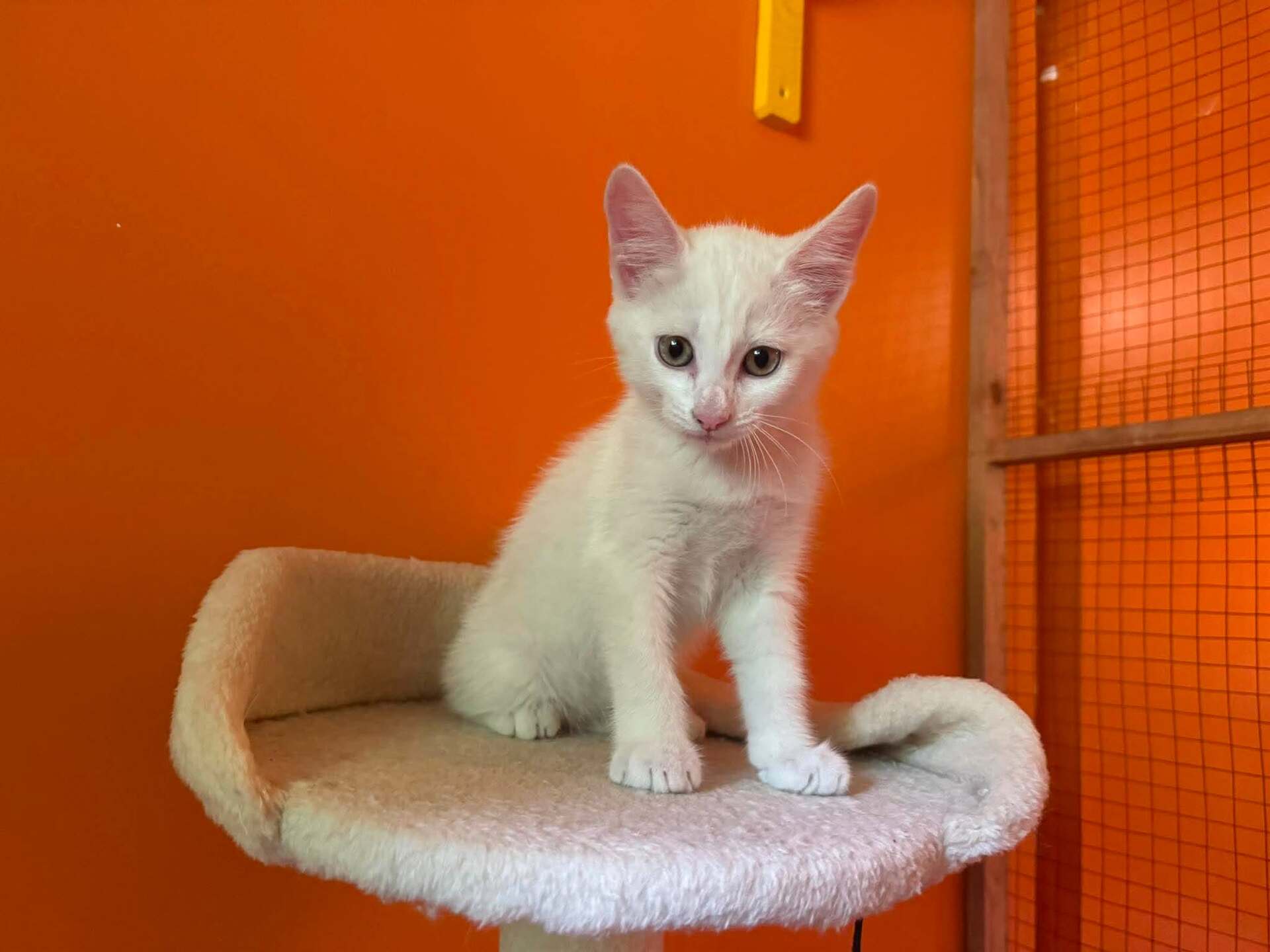 Adopter BANQUISE