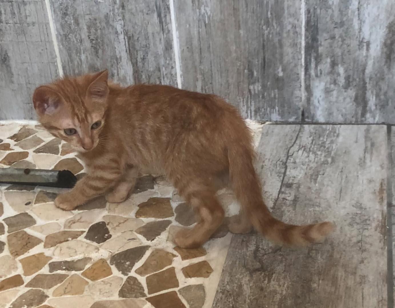 Adoption CHARLES