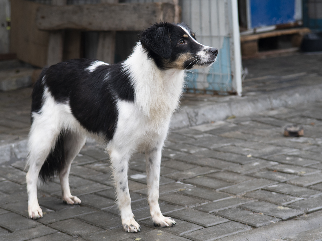 Adoption Farah