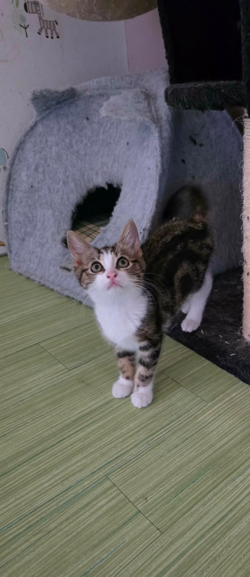 Adopter La Joconde