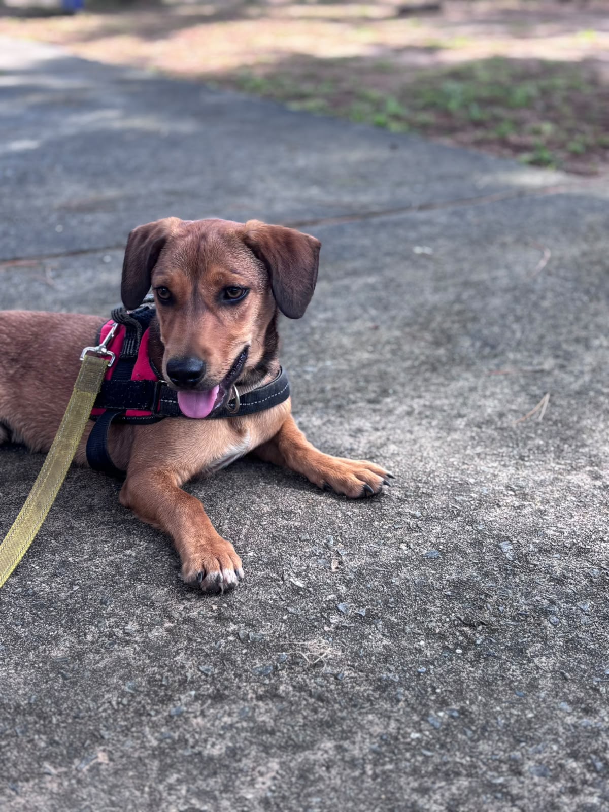 Adopter Penco