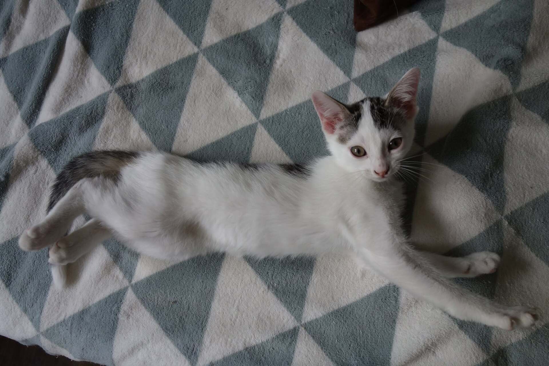 Adoption Jamui