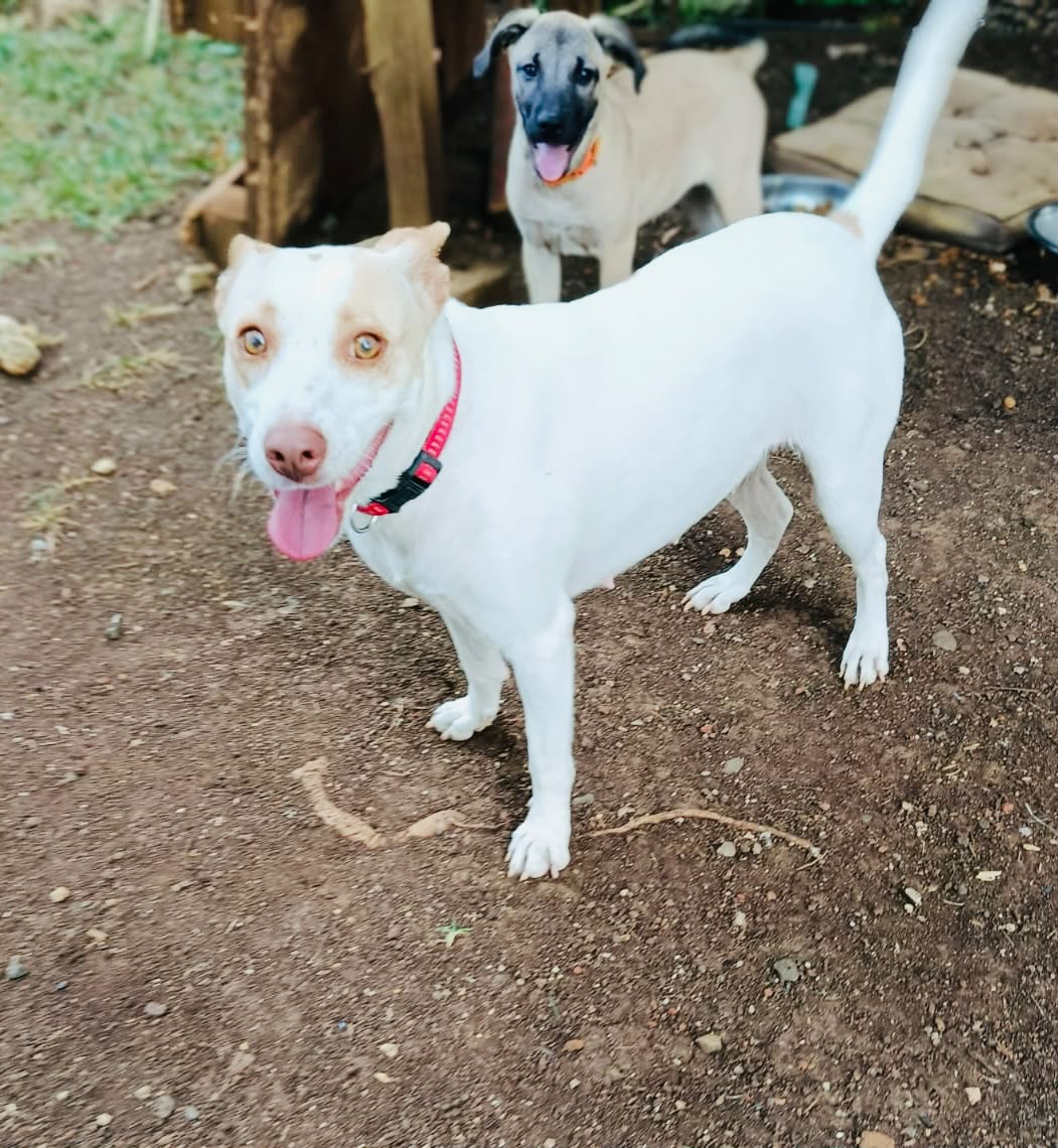 Adopter Dolce