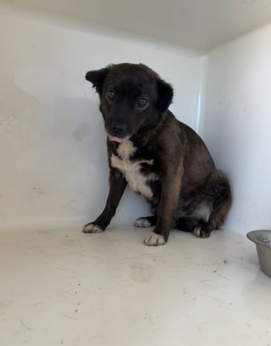 Adoption MIA