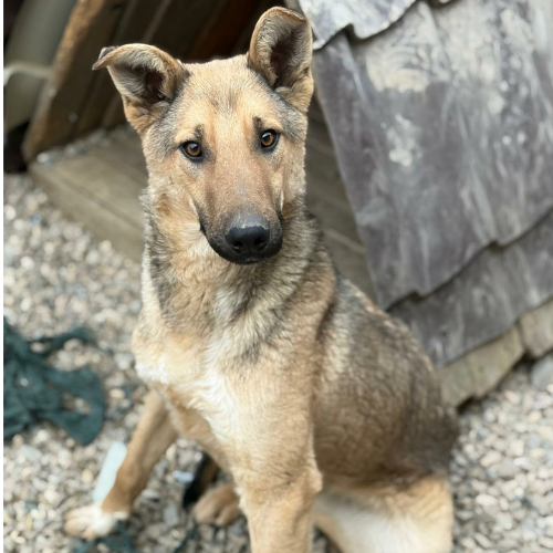 Adopter LOUBO
