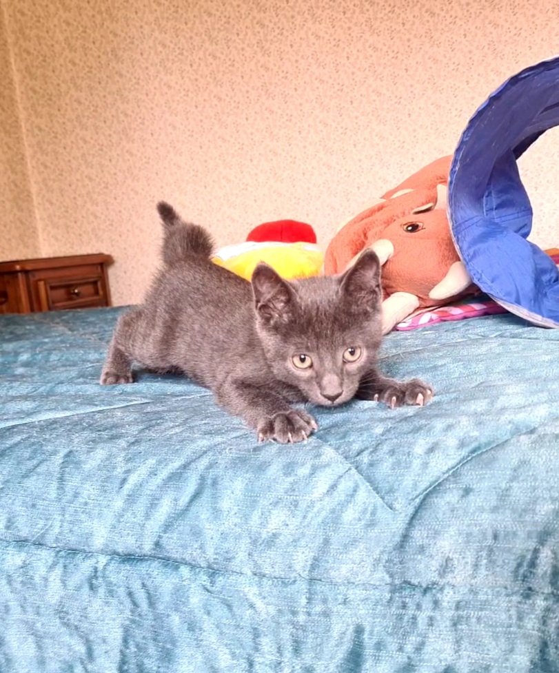 Adopter Salomon