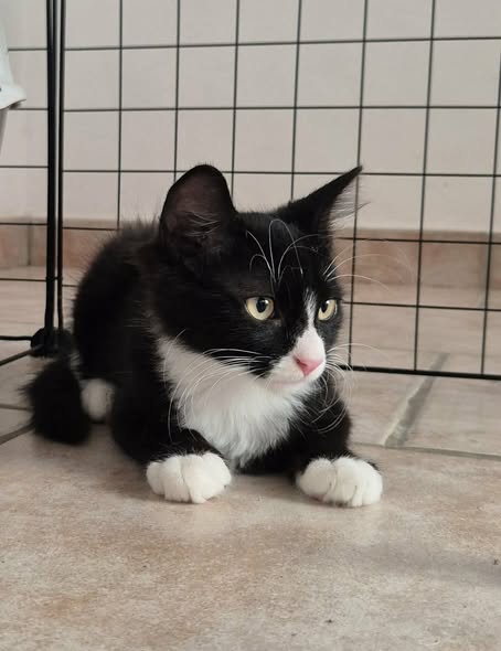 Adoption MERLIN