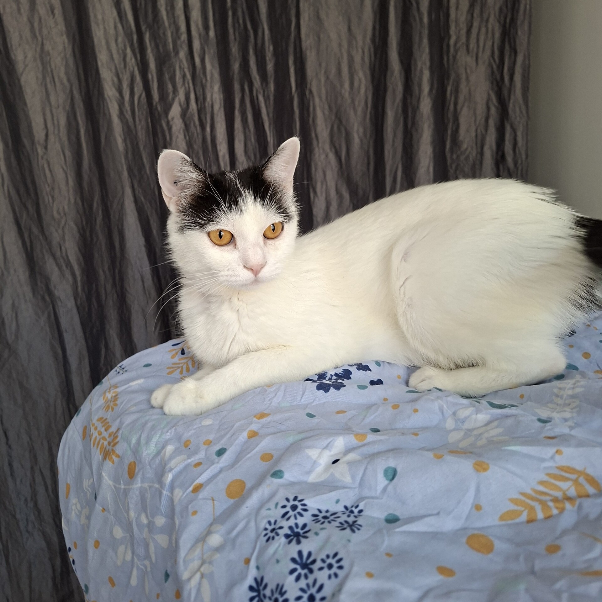 Adopter BAHAMAS