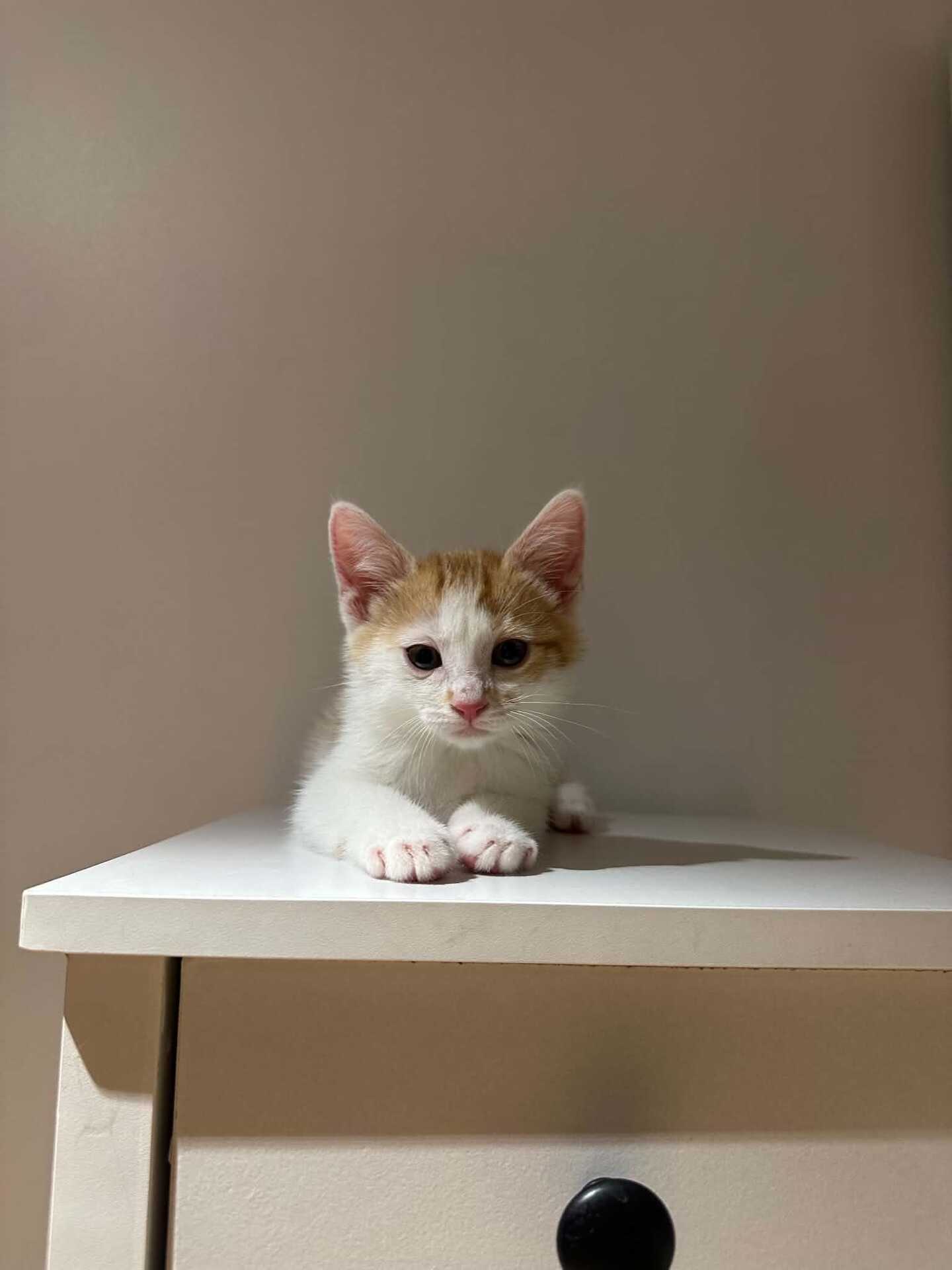Adopter Shanks