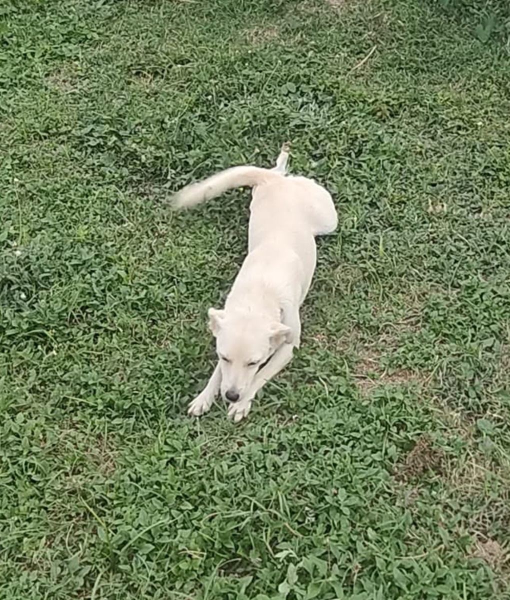 Adoption Bora