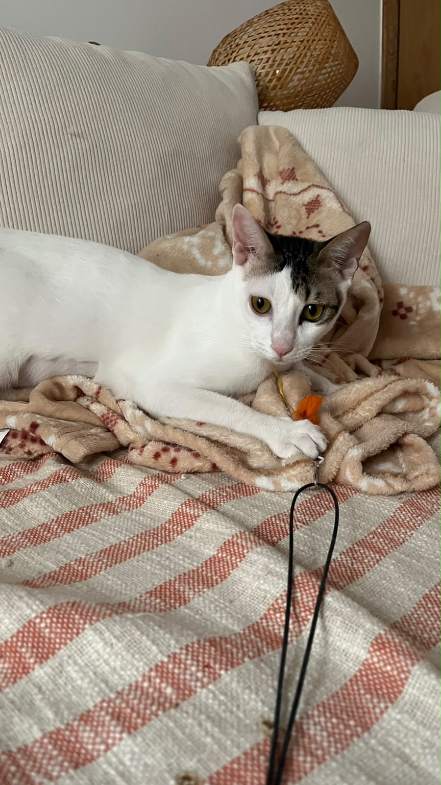 Adopter Muxu (bisou en basque)
