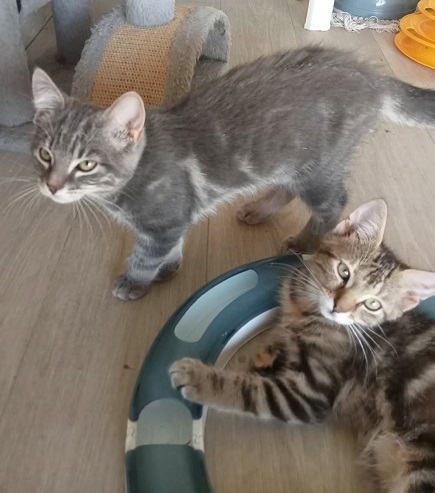 Adopter BAYA