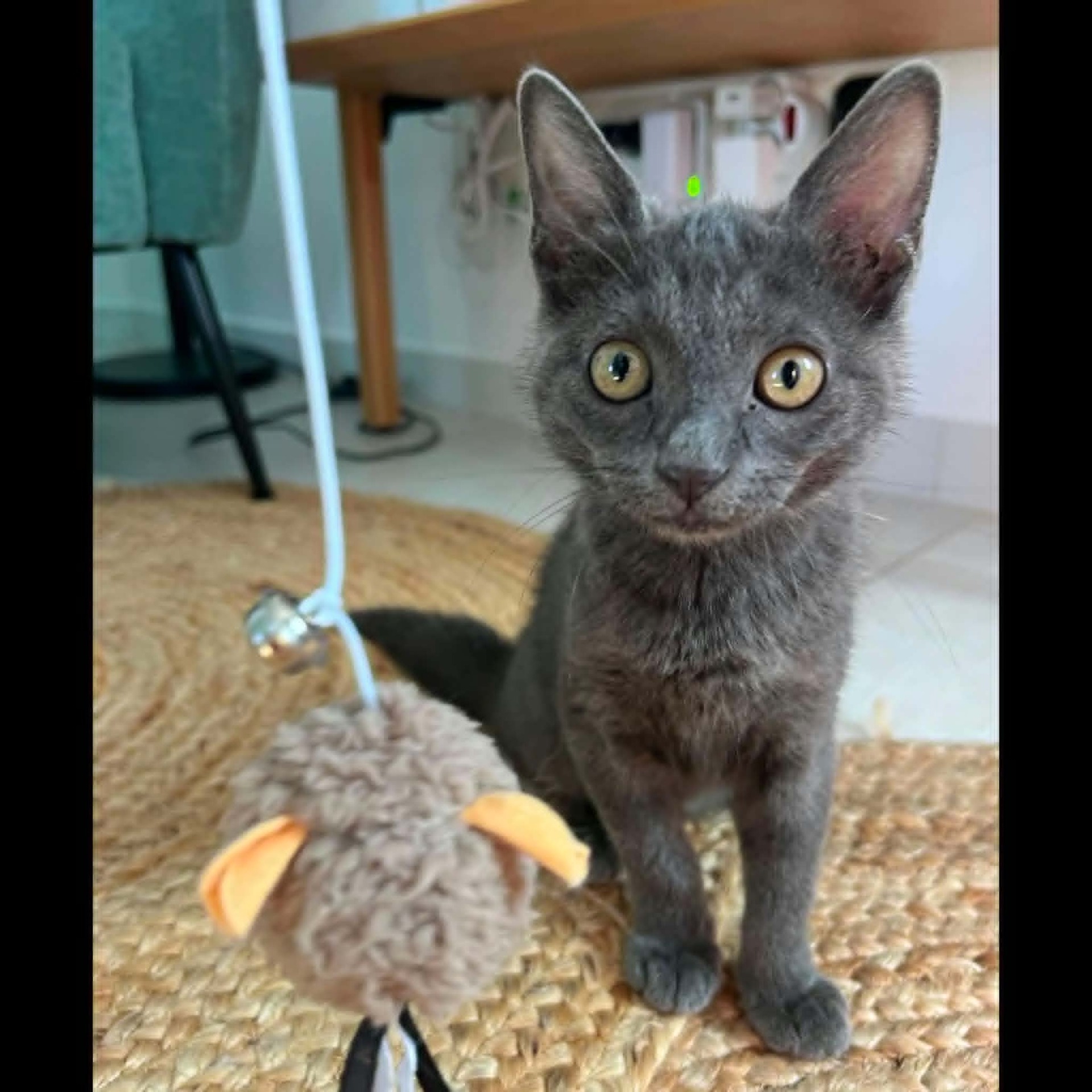 Adopter POUPIE