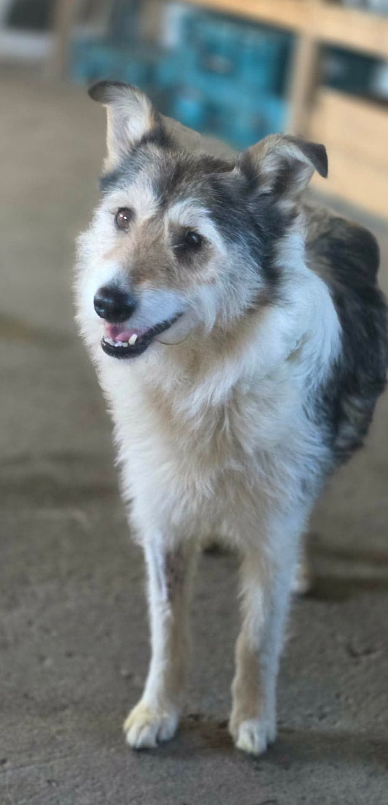 Adopter Calista