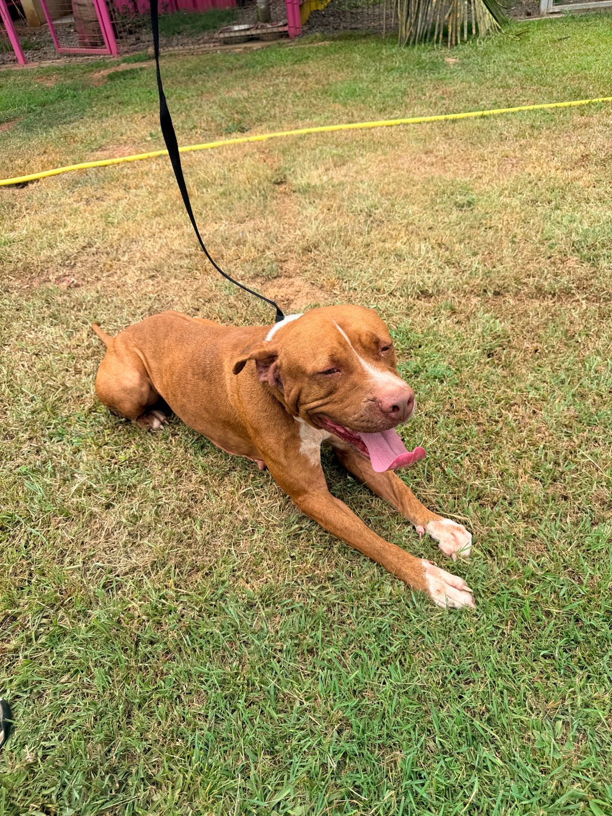 Adopter Starlett