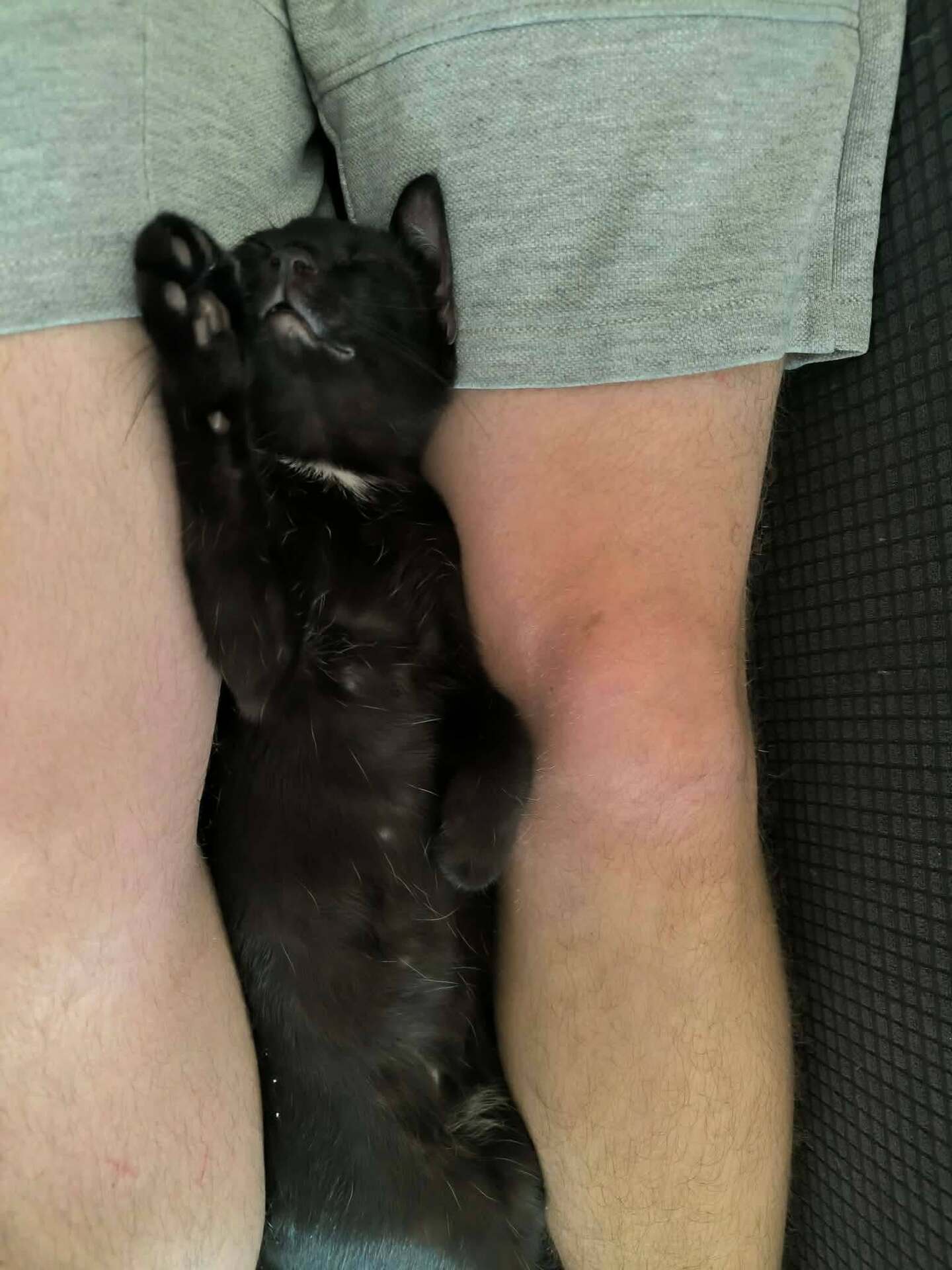 Adopter Copa
