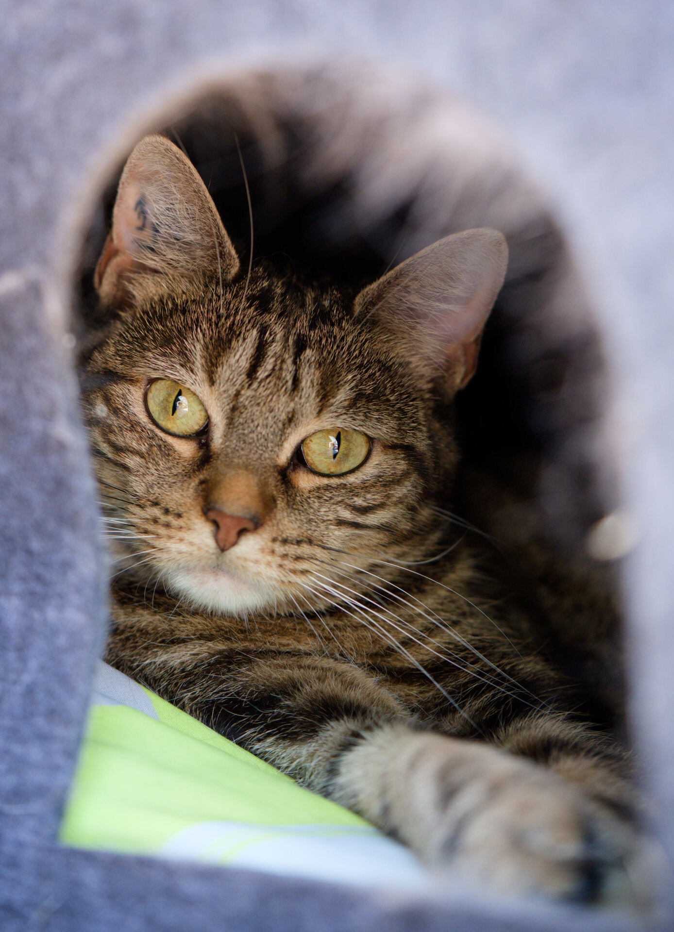 Adopter Arya