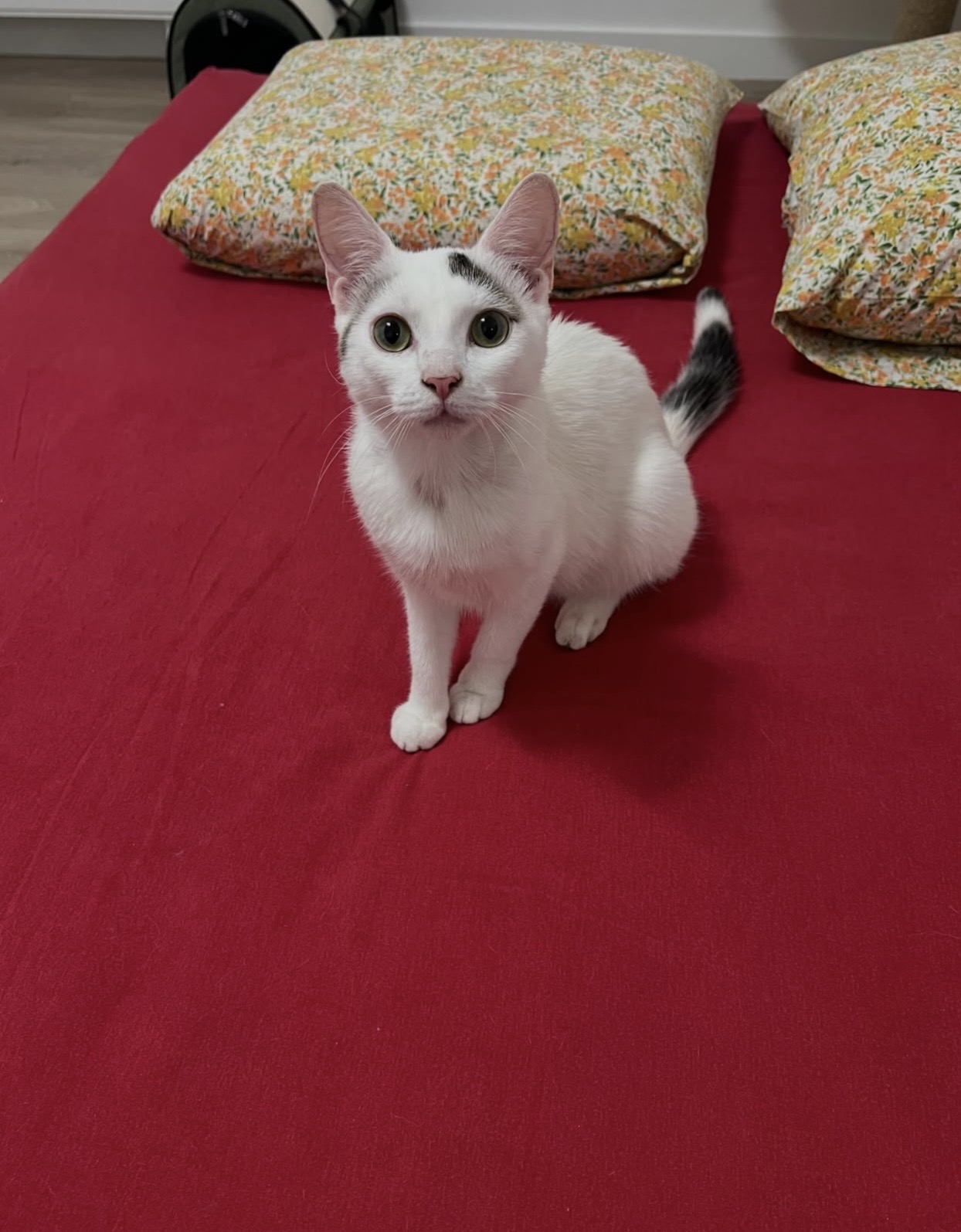 Adopter Pippa et Arlo