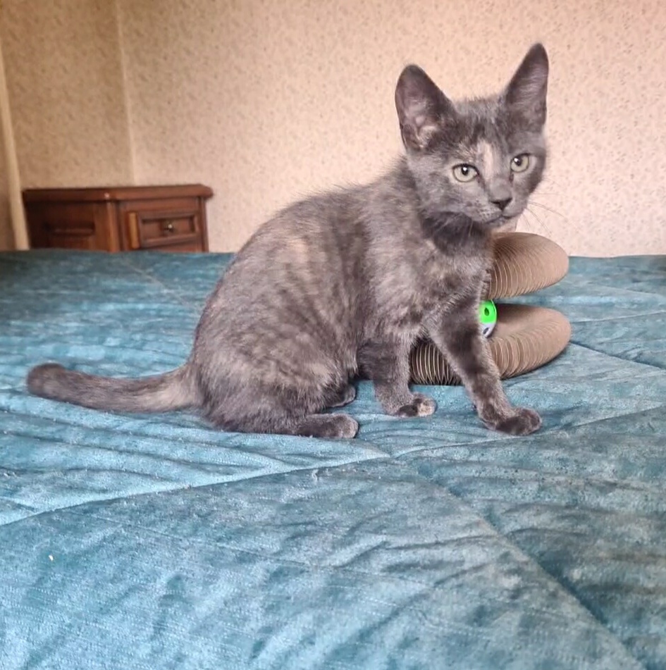 Adopter Salomé