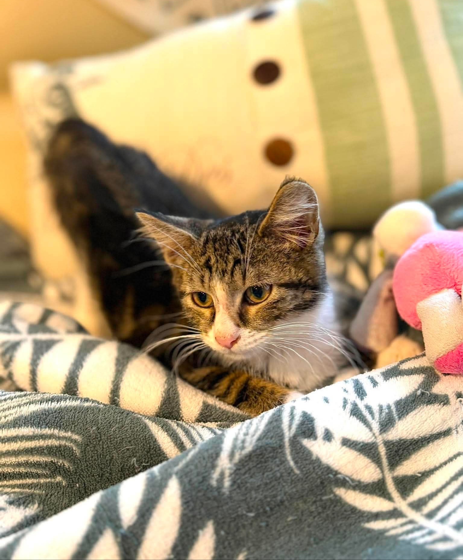 Adoption Isack