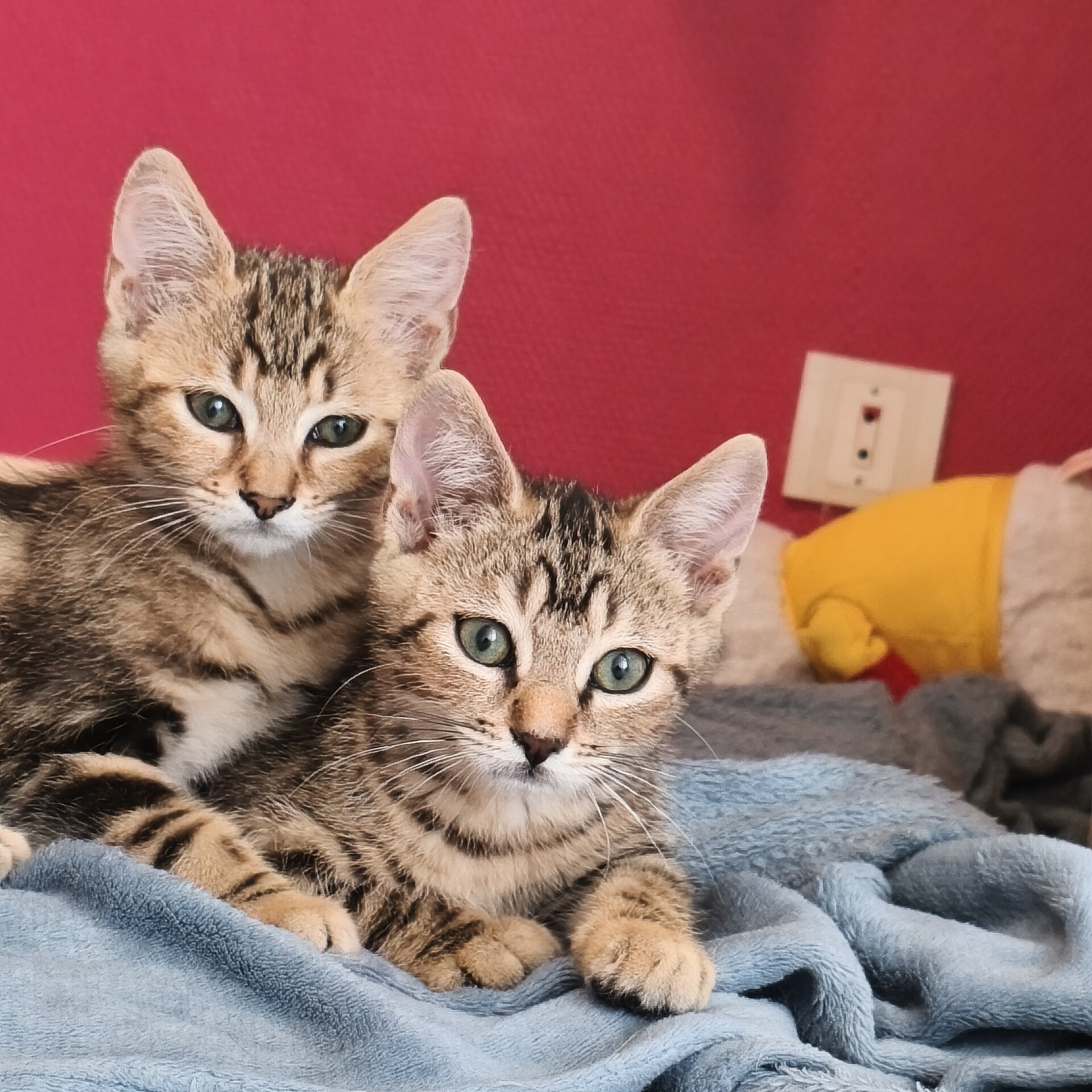 Adoption BARBICHE