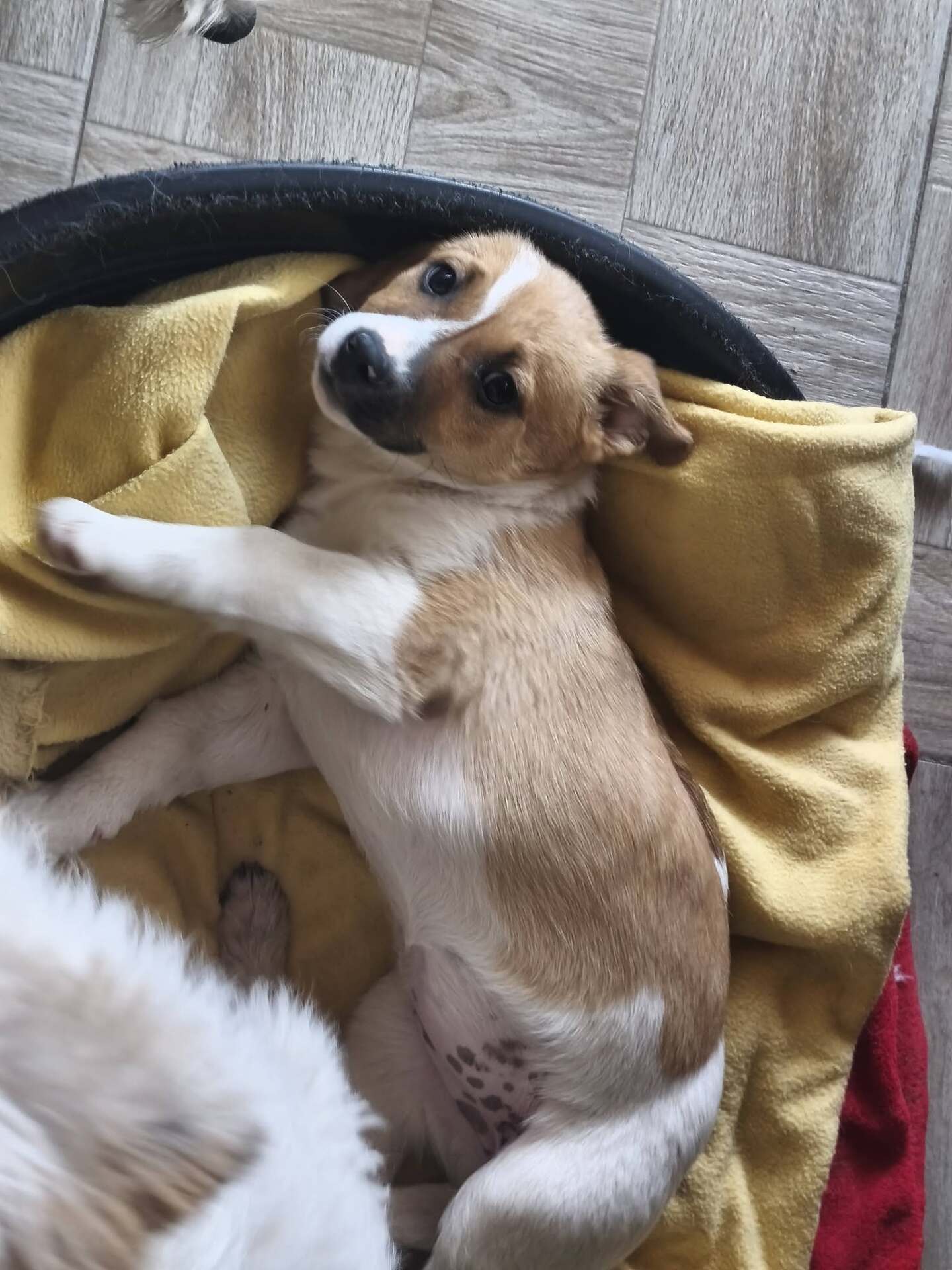 Adoption VANILLA