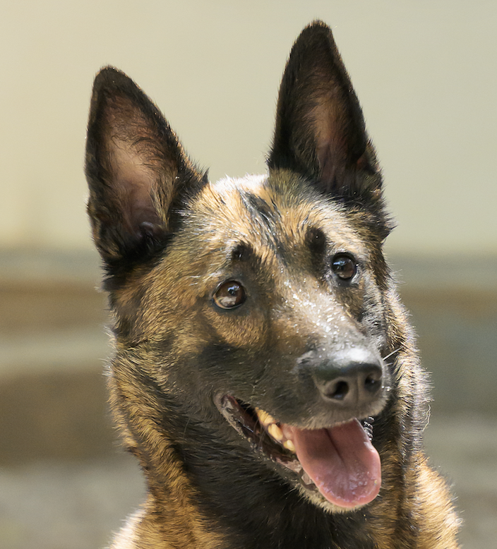 Adopter SALLY