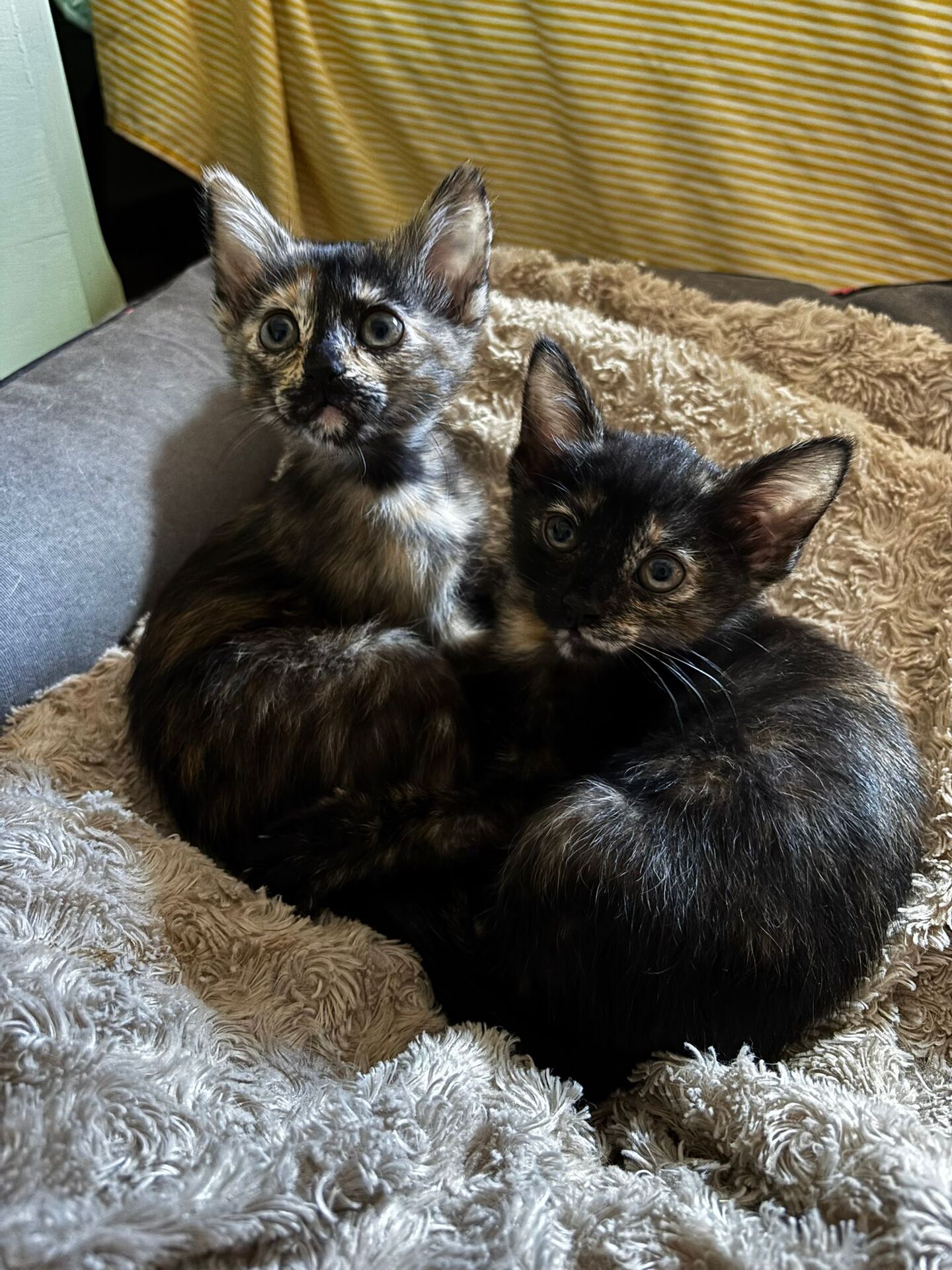 Adopter MENCHU ET JANNIS