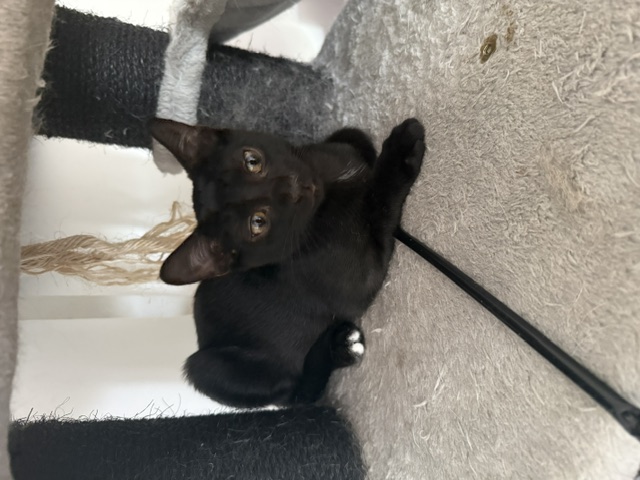 Adopter Chaussette