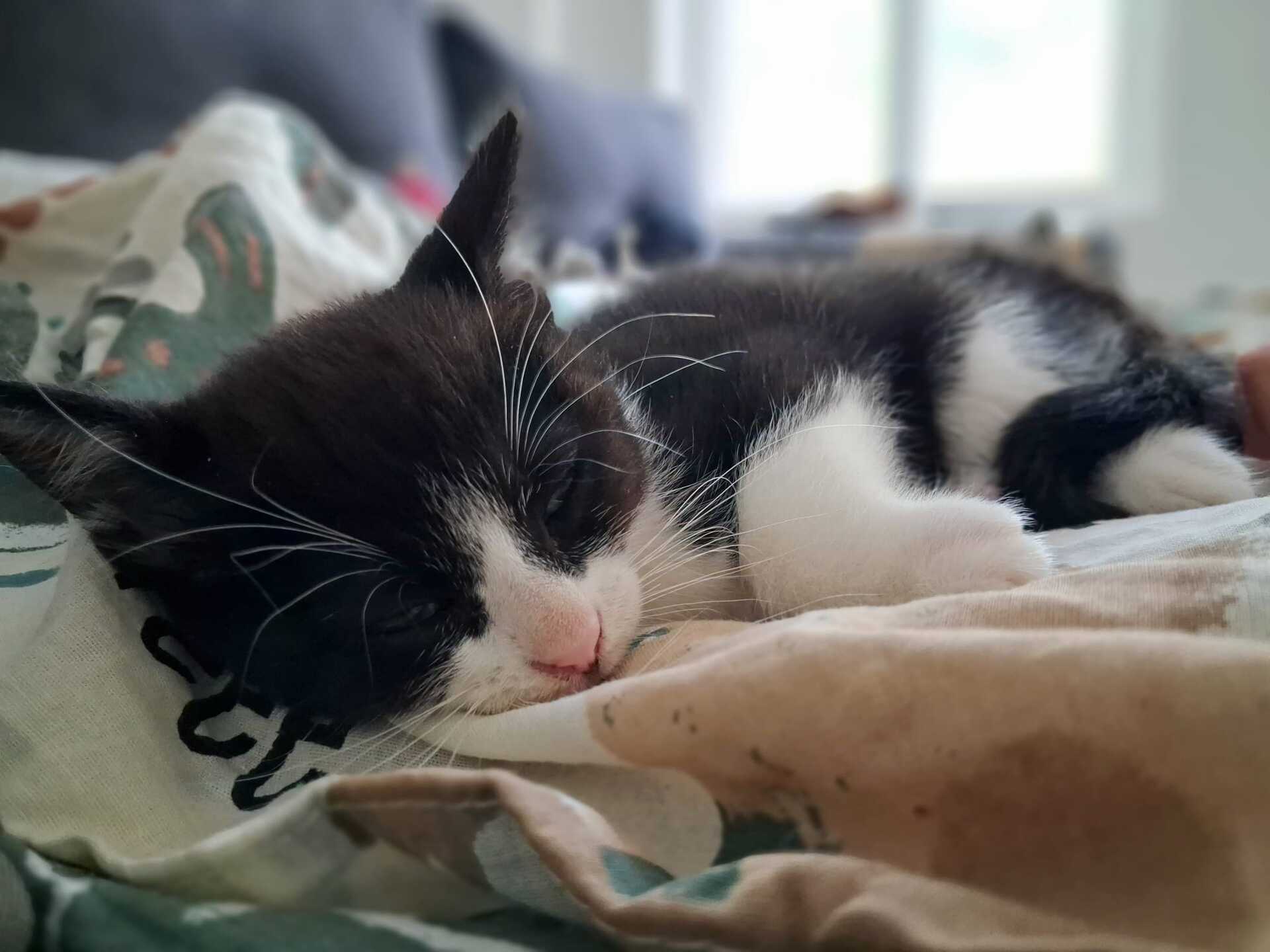 Adoption Bijou