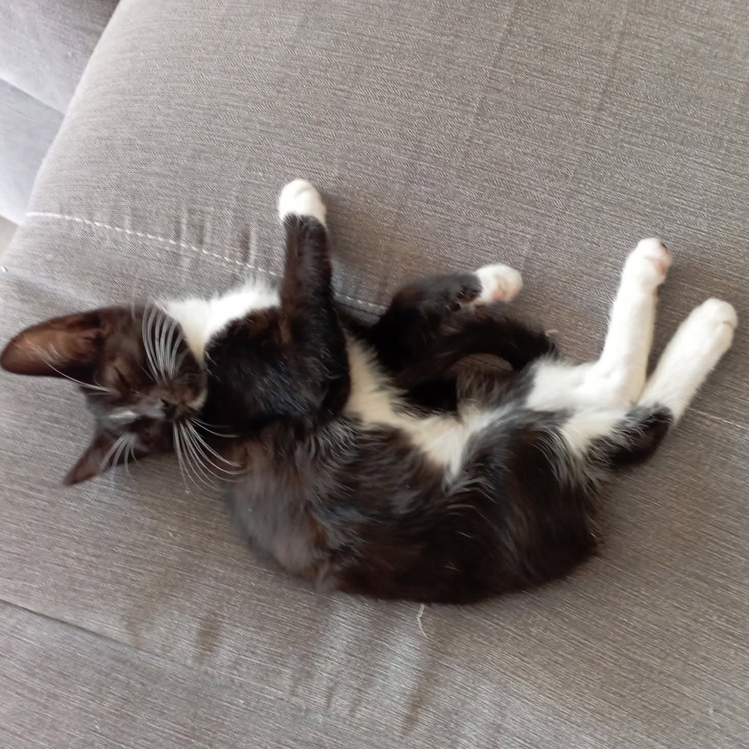 Adopter MANILLE