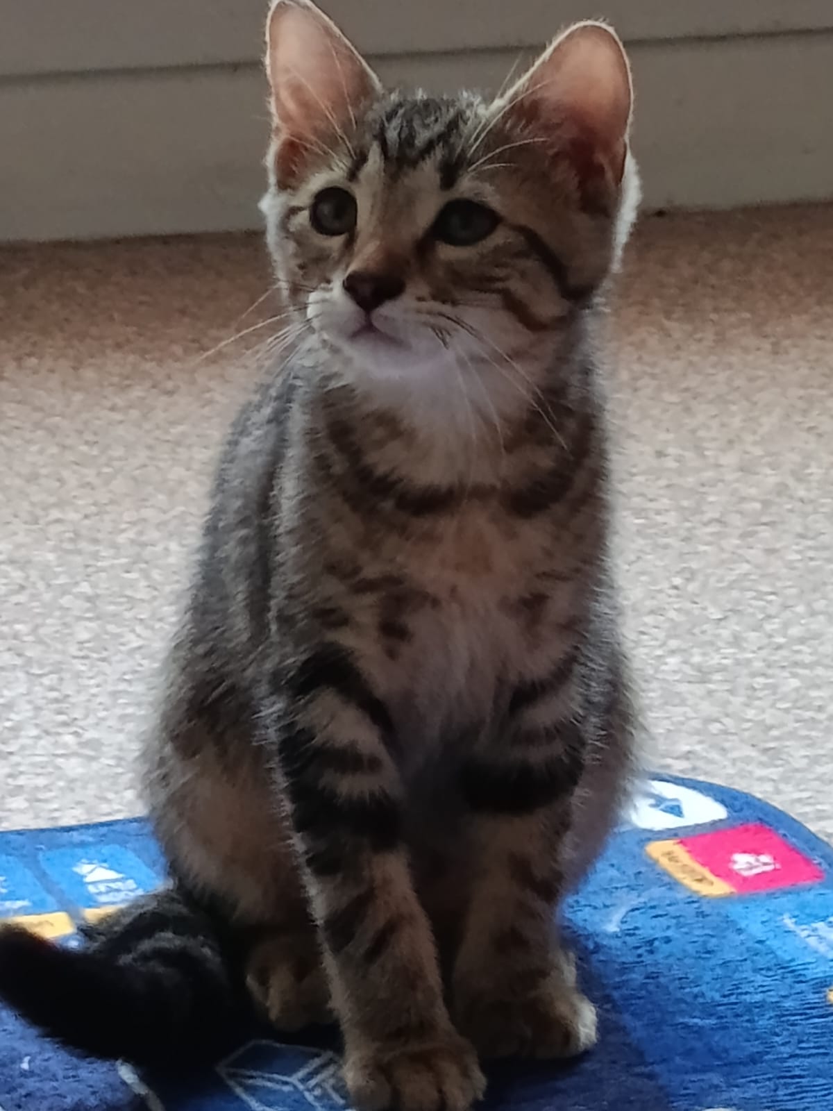Adopter Donatello