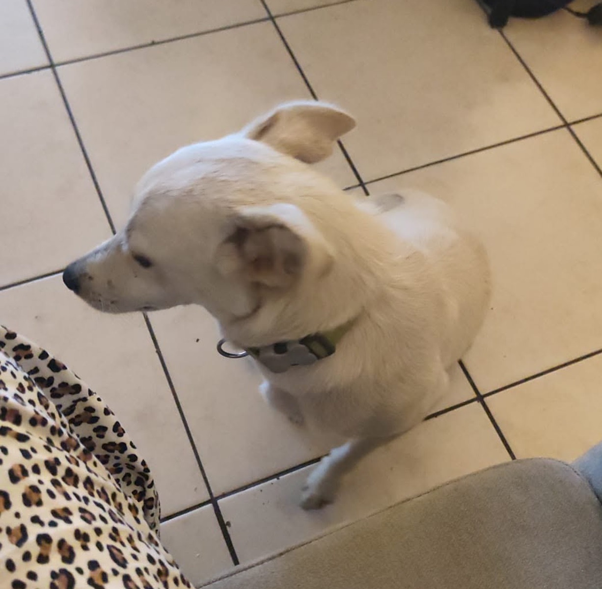 Adopter Bora