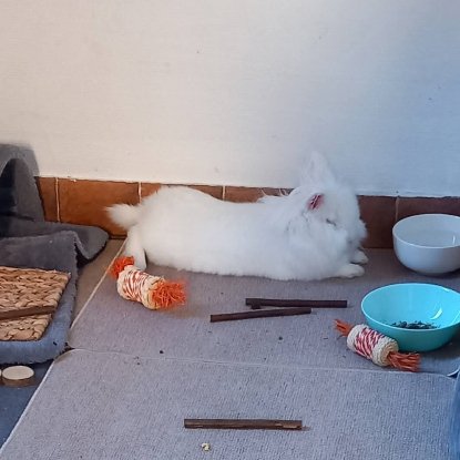 Adopter Abyad