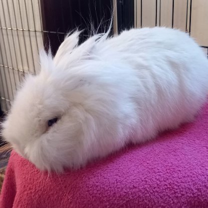 Adopter Abyad