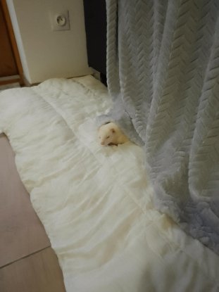 Adopter Bianca