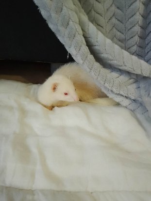 Adoption Bianca