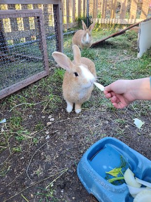 Adopter Caramel et noisette