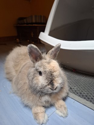 Adopter Goyave