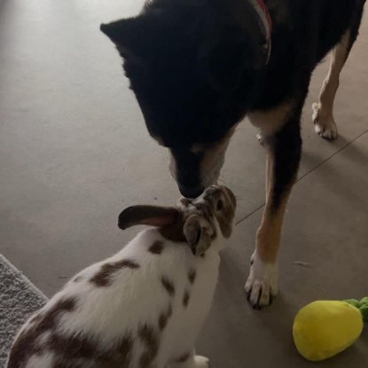 Adopter Linus